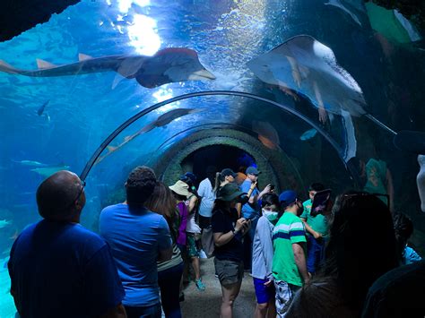 Denver downtown aquarium - Our kids enjoyed views of huge stingrays swimming in the 50,000-gallon centerpiece aquarium right next to our table. The restaurant serves dinner and lunch daily and offers a menu of sandwiches, seafood and fish entrees. We enjoyed lunch at the Denver Aquarium right next to shoals of fish and under sea creatures!